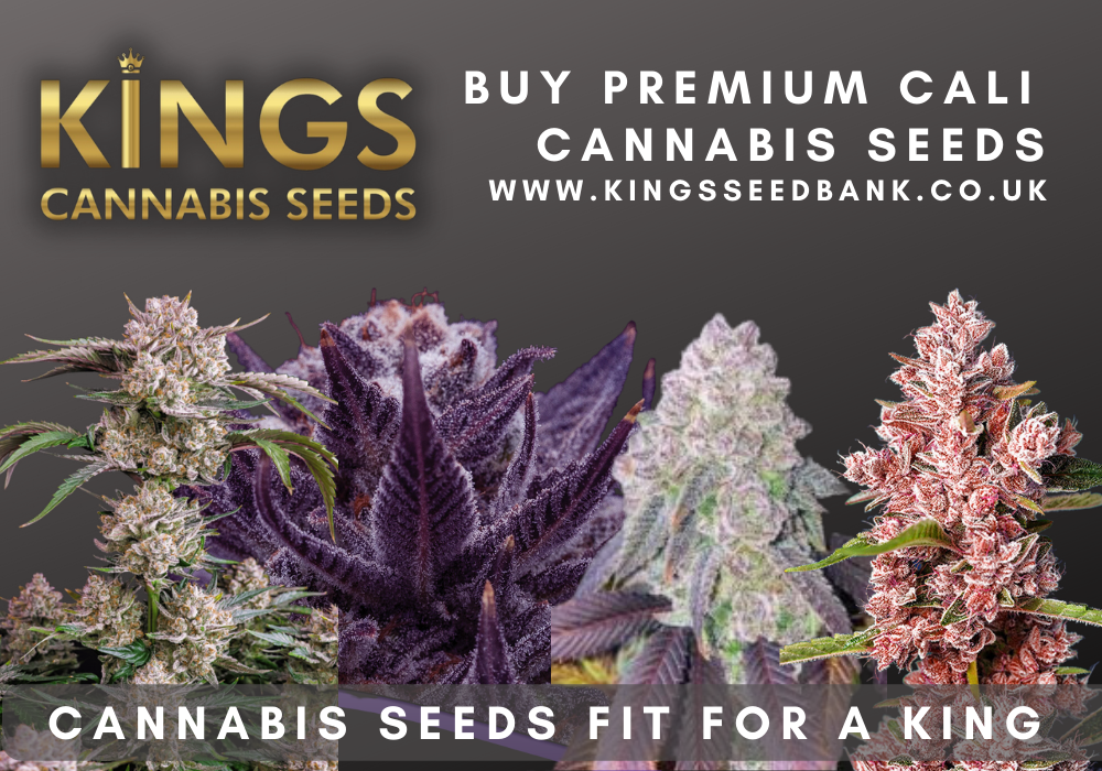 Buy cannabis seeds halifax