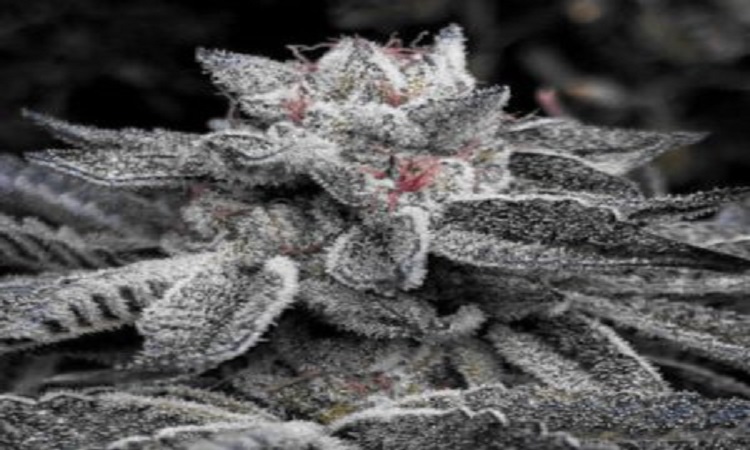 koupit konopná semínka online